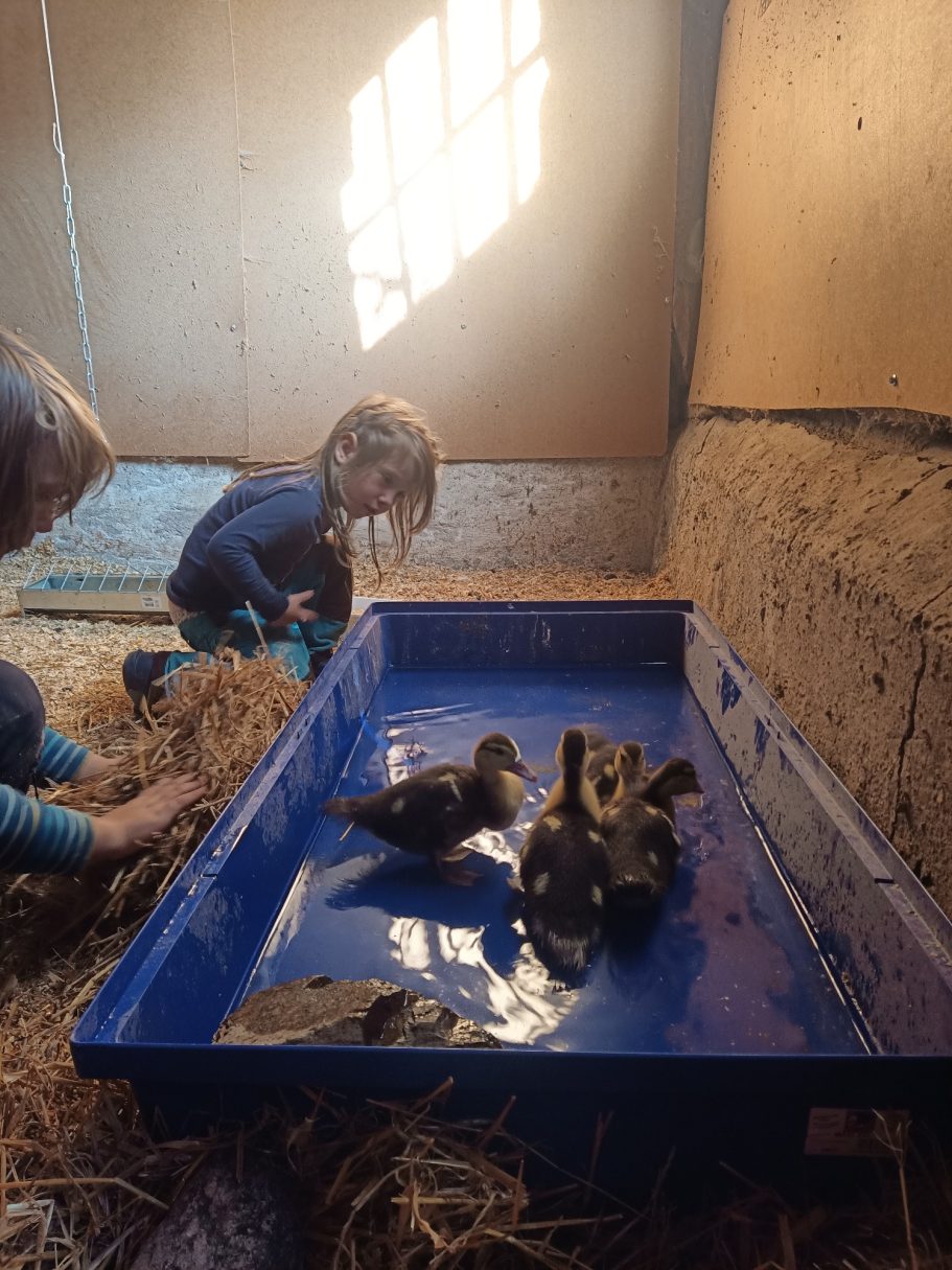 09/29: Einzug der 4 Entenbabys