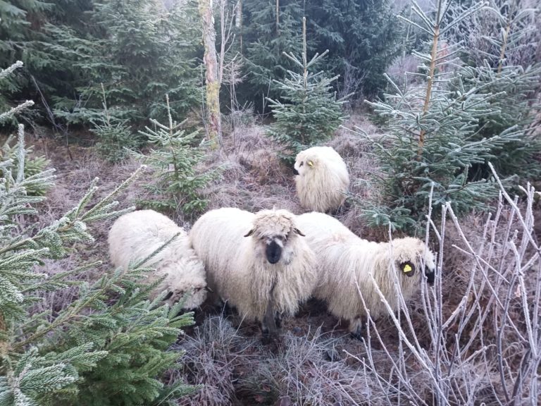 Beratung unter Schafen
