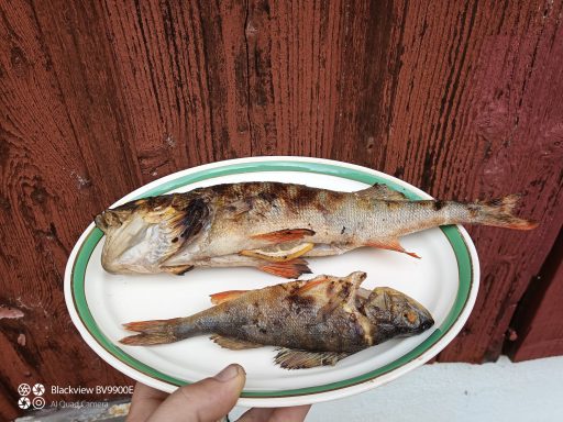 Barsch aus dem Örken