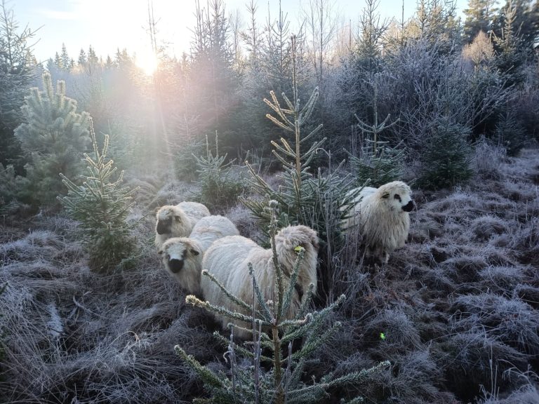 Geschmackstest bei der Christbaumsuche