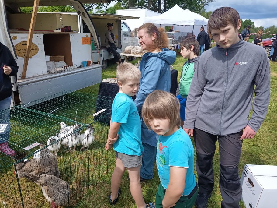 06: Hühnermarkt, unsere ersten 10 Hühner