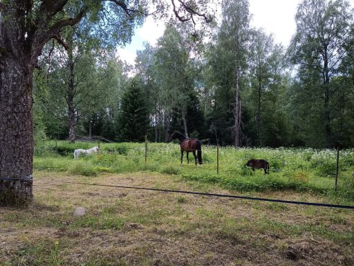 Pferde auf der angrenzenden Weide