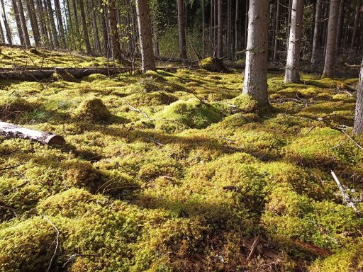 Zauberwälder am Örken
