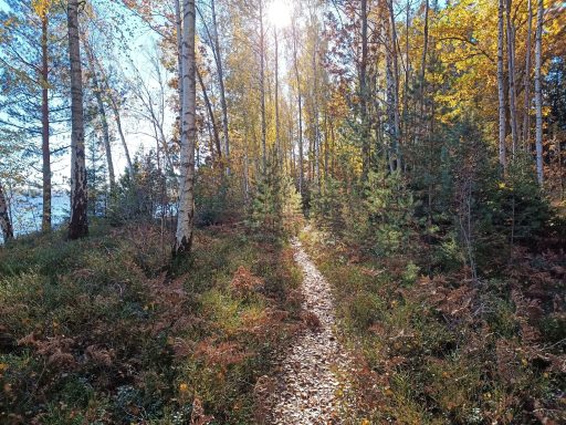 "Blaubeer-Weg" am Örken