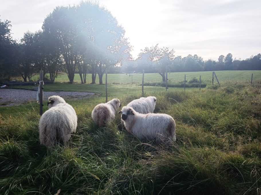 09/27: Einzug der Schafe