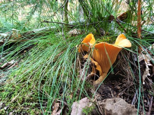 Pfifferling (schwedisch: Kantarell)