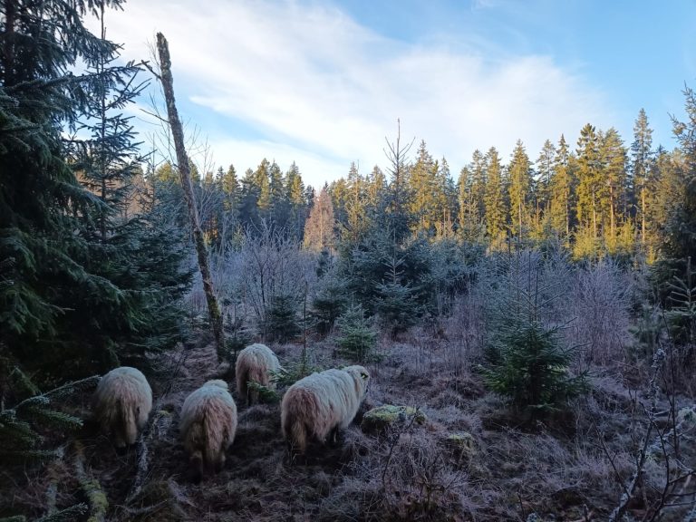 Schafe schwärmen aus