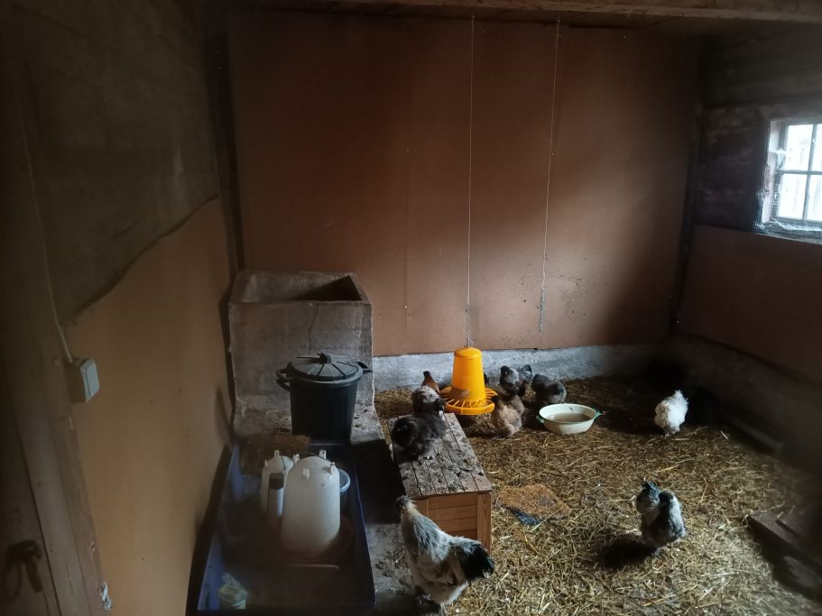 11/16: Seidenhühner gerettet